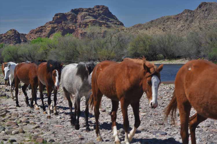 mustangs